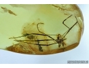 Harvestmen, Opiliones. Fossil inclusion in Baltic amber #6564