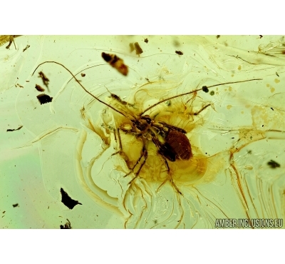 PSOCOPTERA, PSOCID. Fossil insect in Baltic amber #6572