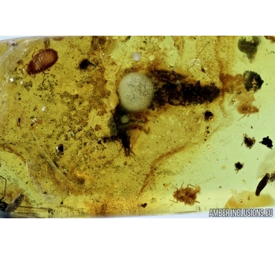 Green lacewing larva, Chrysopidae and Aphids. Fossil insects in Baltic amber # 6589