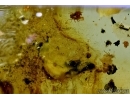 Green lacewing larva, Chrysopidae and Aphids. Fossil insects in Baltic amber # 6589