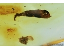 Nice Leaf and Isopoda, Woodlice. Fossil inclusion in Baltic amber #6602