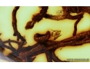 Rare lichen. Fossil inclusion in Baltic amber #6614