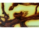 Rare lichen. Fossil inclusion in Baltic amber #6614