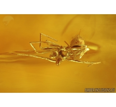 Small Spider and Gnat. Fossil inclusions in Baltic amber