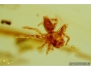 Unusual Plant and Jumping Spider. Fossil inclusions in Ukrainian amber #6621