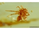 Unusual Plant and Jumping Spider. Fossil inclusions in Ukrainian amber #6621