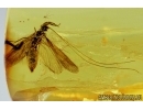 Rare Caddisfly, Trichoptera. Fossil insect in Baltic amber #6622