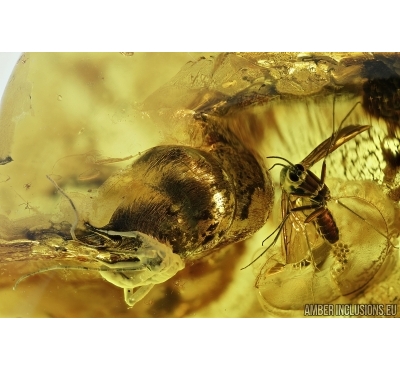 Walking stick, Phasmatodea and Fungus Gnat with eggs. Fossil insects in Baltic amber #6623