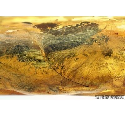 Very Nice, Extremely Rare Feather, Aves. Fossil iclusion in Baltic amber #6638