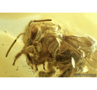 Superb Honey Bee 14mm! Apoidea. Fossil insect in Baltic amber #6683