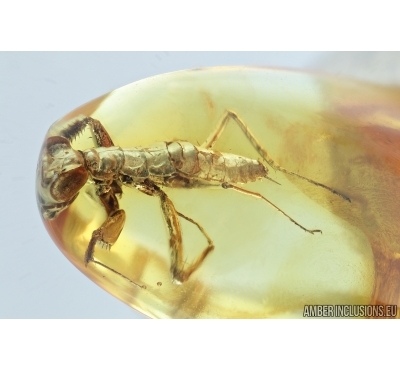 Extremely Rare, Adult Praying Mantis, Mantodea. Fossil insect in Baltic amber #6718