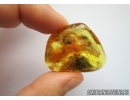 Rare Gladiator ,Mantophasmatodea. Fosill inclusions in Baltic amber #6735