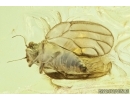 Rare Psyllid, Psylloidea and More. Fossil insects in Baltic amber #6737