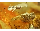 Rare Thuja with Cone. Fossil inclusion, Ant, Beetle and Fly. Fossil inclusions in Baltic amber stone #6738