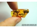Three Big Termites, Isoptera. Fossil inclusions in Baltic amber stone #6781