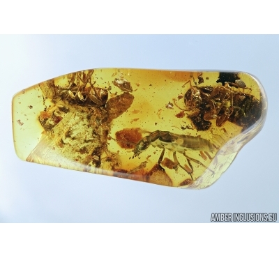 Three Big Termites, Isoptera. Fossil inclusions in Baltic amber stone #6781