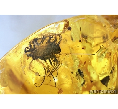 Rare House Centipede , Scutigeridae. Fossil insect in Baltic amber #6797