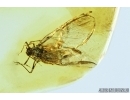 Rare Aphid with eggs. Fossil insect in Baltic amber #6809