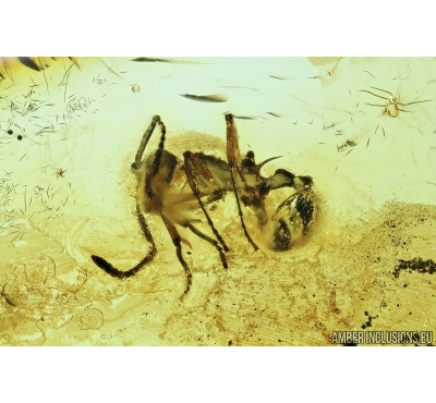 Hymenoptera, Myrmicinae, Ant. Fossil insect in Baltic amber #6810