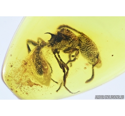 Hymenoptera, Myrmicinae, Ant. Fossil insect in Baltic amber #6811