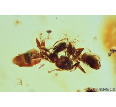Action! Two Ants are fighting. Fossil insects in Baltic amber #6812