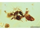 Action! Two Ants are fighting. Fossil insects in Baltic amber #6812