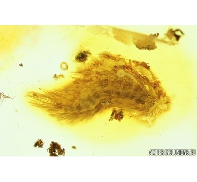 MYRIAPODA, POLYXENIDAE. Fossil insect in BALTIC AMBER #6826