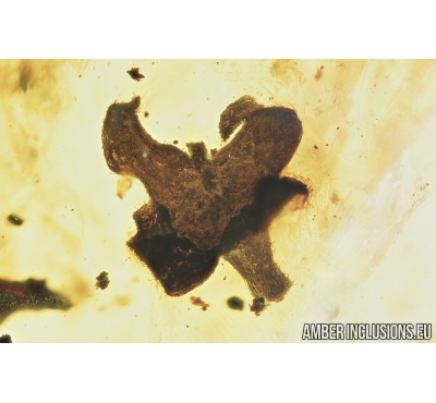 Flower, plant. Fossil inclusion in Baltic amber #6837