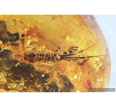 Big 20mm Bristletail Machilidae. Fossil insect in Baltic amber #6841