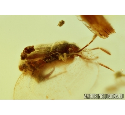 Rare Bug Heteroptera: Lygaeidae  and Spider Web. Fossil insect in Baltic amber #6851