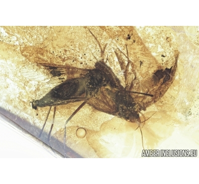 Very Rare Mosquito Culicidae Culex and Moth Lepidoptera.  Fossil insects in Baltic amber #6853