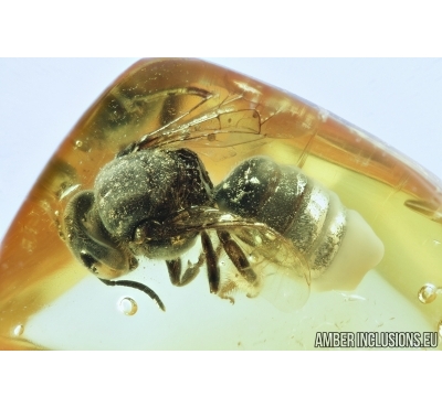 Very nice Honey Bee, Apoidea. Fossil insect in Baltic amber #6856