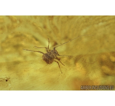 Aphid, Aphididae. Fossil insect in Baltic amber #6869