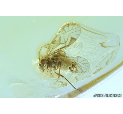 PSOCOPTERA, PSOCID. Fossil insect in Baltic amber #6870