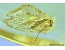 PSOCOPTERA, PSOCID. Fossil insect in Baltic amber #6870