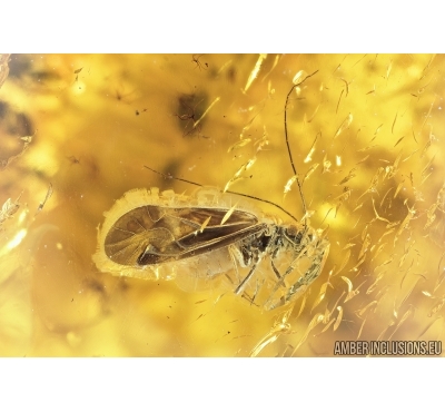 PSOCOPTERA, PSOCID. Fossil insect in Baltic amber #6871