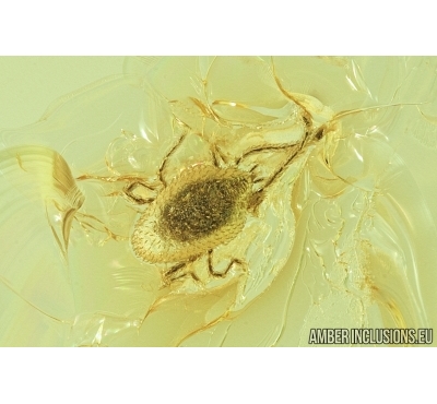Nice Mite, Trombidioidea. Fossil insect in Baltic Amber #6881