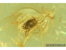 Nice Mite, Trombidioidea. Fossil insect in Baltic Amber #6881