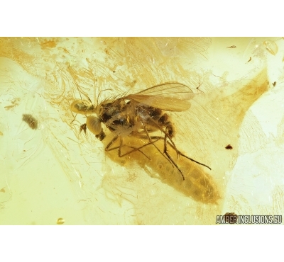 Dolichopodidae, Long-legged fly with Mite and Beetle Larva. Fossil insects in Baltic amber #6883