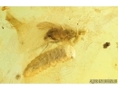 Dolichopodidae, Long-legged fly with Mite and Beetle Larva. Fossil insects in Baltic amber #6883