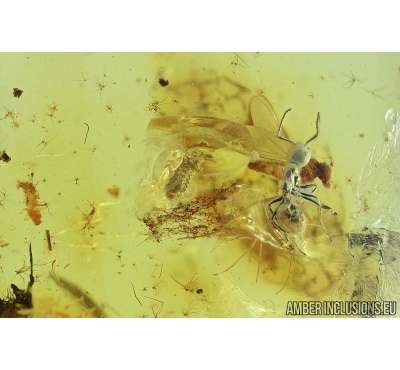 Ant, Two Beetle larvae and Fly. Fossil inclusions in Baltic amber #6902