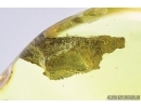 Fragment of Plant and Scuttle Fly, Phoridae . Fossil inclusion in Baltic amber #6921