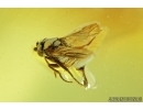 Fragment of Plant and Scuttle Fly, Phoridae . Fossil inclusion in Baltic amber #6921