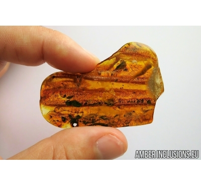 Big Leaf Print and More. Fossil inclusions in Baltic amber #6930