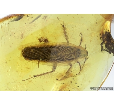 Very nice, big Cockroach, Blattaria,. Fossil insect in Baltic amber #6952