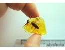 Very nice, big Cockroach, Blattaria,. Fossil insect in Baltic amber #6952
