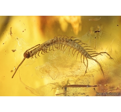 Very nice Centipede, Lithobiidae. Fossil insect in Baltic amber #6953