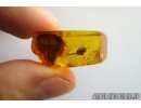Nice Flower. Fossil inclusion in Baltic amber #6956