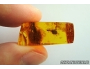 Nice Flower. Fossil inclusion in Baltic amber #6956