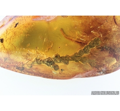 NICE, BIG 33mm THUJA TWIG. Fossil inclusion in Baltic amber #6957